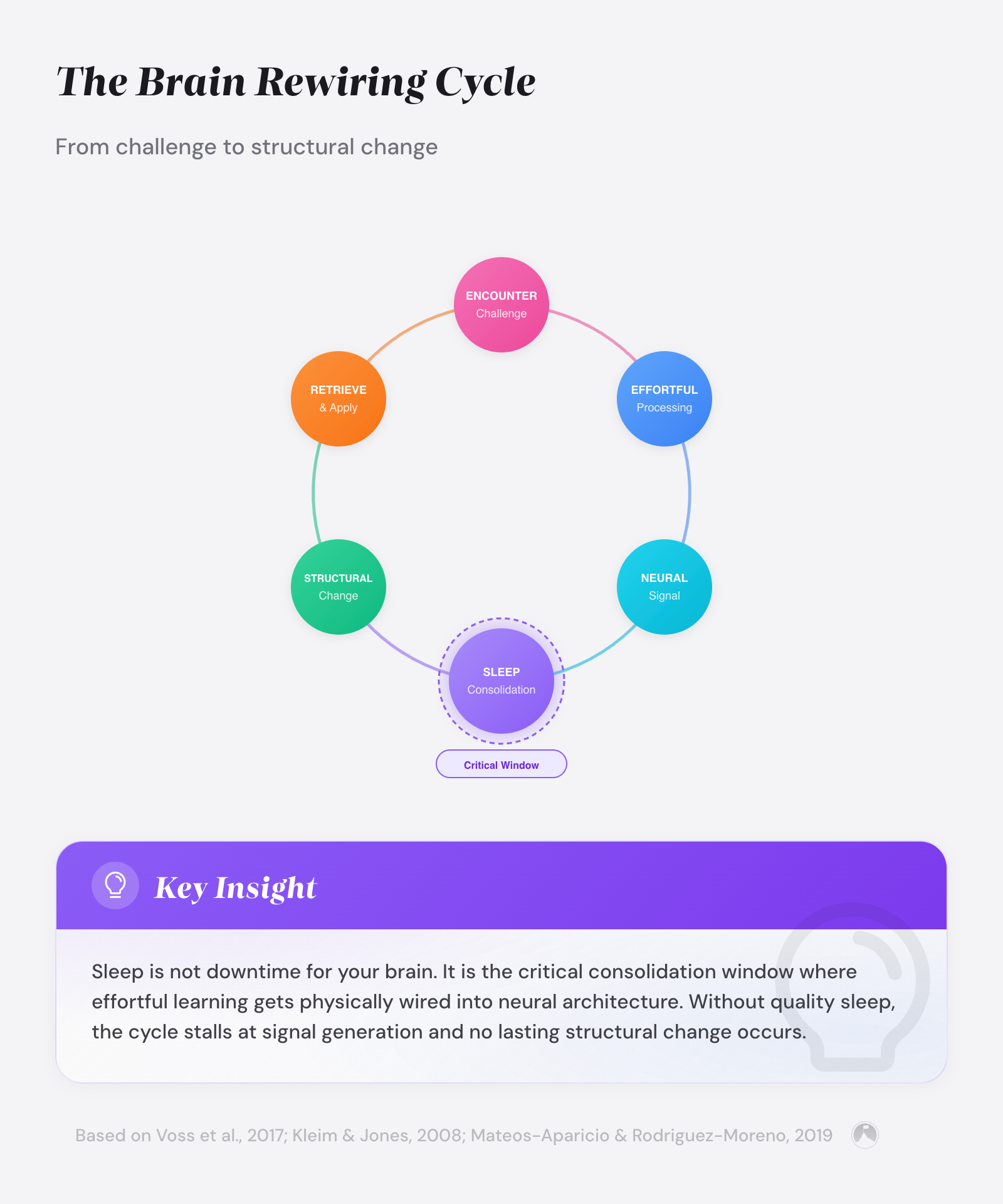 Circular cycle diagram showing four neuroplasticity processes: Encounter Challenge, Effortful Processing, Neural Signal Generated, and Sleep Consolidation, connected by color-coded arcs.