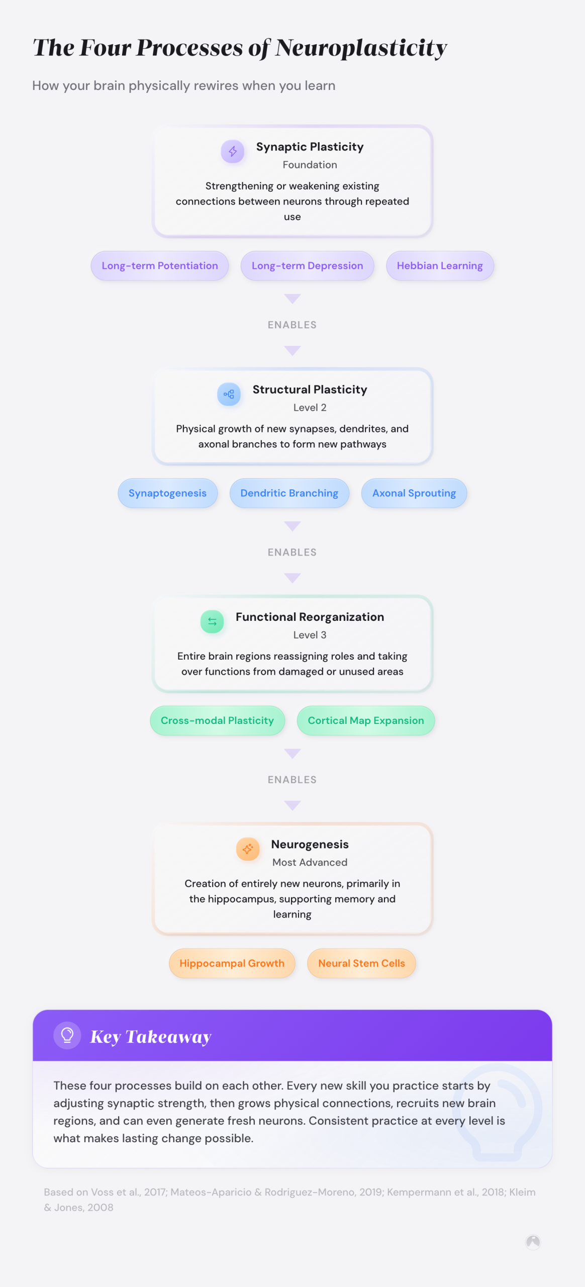 Diagram of four neuroplasticity processes: Synaptic Plasticity, Structural Plasticity, Functional Reorganization, and Neurogenesis, shown as sequential levels.